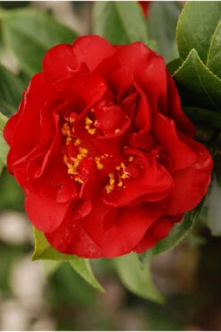 Camelia 'fondation Luciano Pavarotti' - 4l -Cactus Jardin Soldes Magasin 6481ca281718a1.58327954