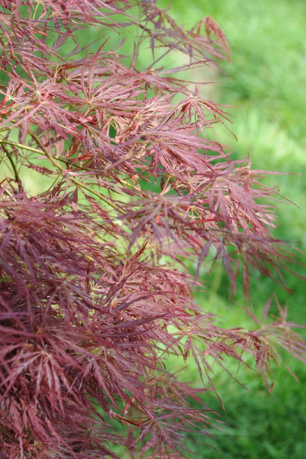 Erable 'firecracker' - 4l 3 Erable 'firecracker' - 4l