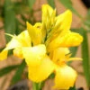 Canna 'yellow Jaune' - 3l -Cactus Jardin Soldes Magasin 6481ca9fa15f80.08455246
