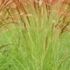 Miscanthus 'cute One' - 3l -Cactus Jardin Soldes Magasin 6481caa16d3cf4.43438787