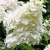 Hortensia 'unique' - 3l -Cactus Jardin Soldes Magasin 6481caa2752861.17404252