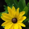 Rudbeckia 'sunny Smiley' - 3l -Cactus Jardin Soldes Magasin 6481caa48125d0.91174481