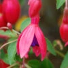 Fuchsia 'tom Thumb' - 3l -Cactus Jardin Soldes Magasin 6481cd794ee721.81995482