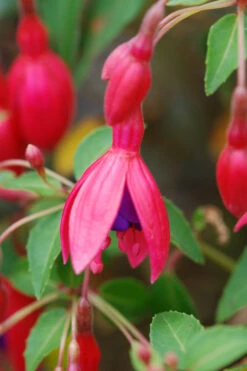 Fuchsia 'tom Thumb' - 3l