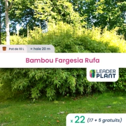 22 X Bambou Fargesia Rufa En Pot De 10 L