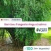 100 X Bambou Fargesia Angustissima En Pot De 1 L -Cactus Jardin Soldes Magasin 6495d6c4623422.23713643