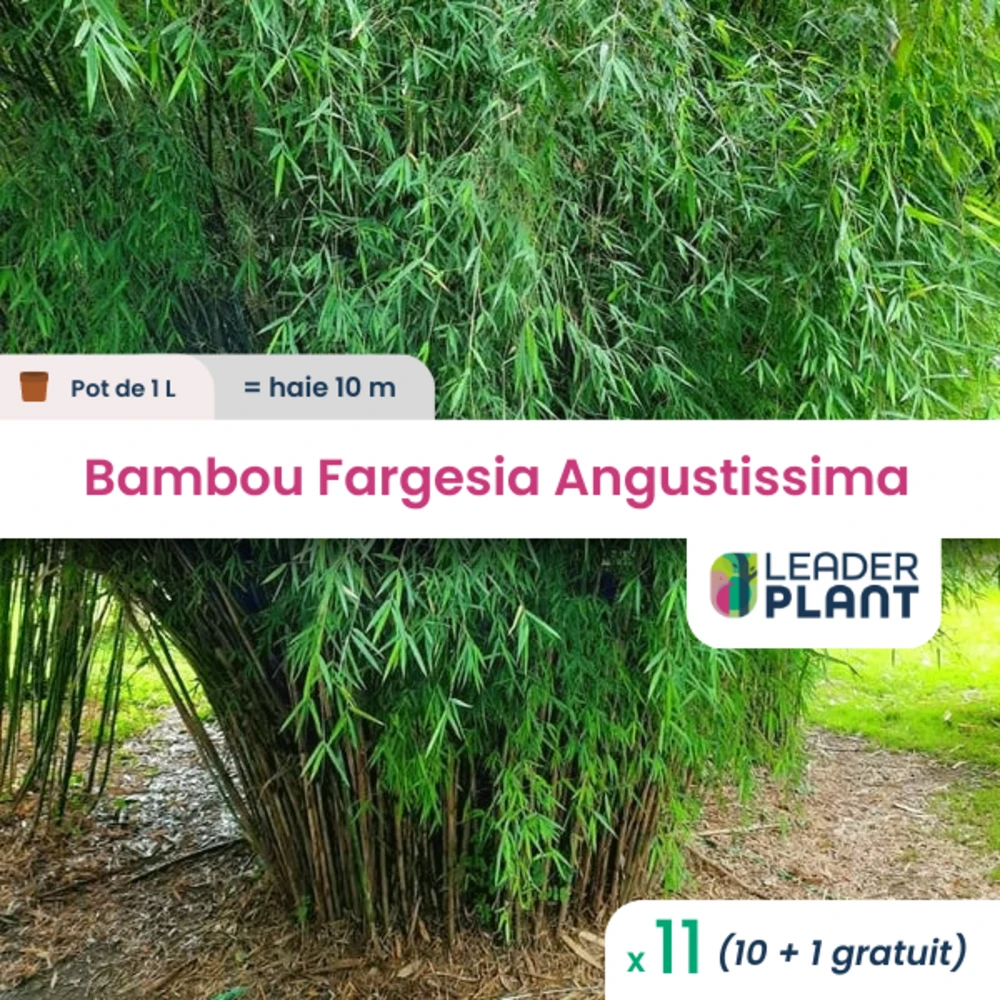 11 X Bambou Fargesia Angustissima En Pot De 1 L 3 11 X Bambou Fargesia Angustissima En Pot De 1 L