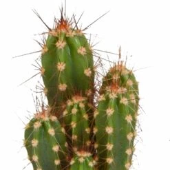 Cactus, Box De 5 Plantes - H8cm, ø5,5cm - Plantes D'intérieur -Cactus Jardin Soldes Magasin 664e171e2bda6fec