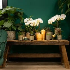 Haworthia Limifolia - ø6cm - H11cm, ø6cm - Plante D'intérieur -Cactus Jardin Soldes Magasin 6945dc1ff6ec8dda