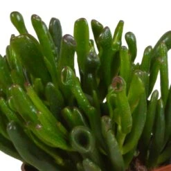 Crassula, Box De 3 Plantes - H15cm, ø10,5cm - Plantes D'intérieur -Cactus Jardin Soldes Magasin 6afb084e7f368b74