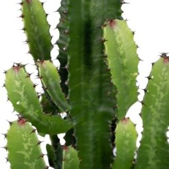 Euphorbia Acrurensis - H80cm, ø24cm - Grande Plante D'intérieur -Cactus Jardin Soldes Magasin 6b09bab30d1cdf42