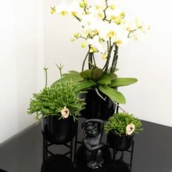 Rhipsalis Baccifera - H15cm, ø9cm - Plante D'intérieur -Cactus Jardin Soldes Magasin 6c20d128ee866f20