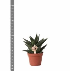 Haworthia Limifolia - ø6cm - H11cm, ø6cm - Plante D'intérieur -Cactus Jardin Soldes Magasin 6f5c034fd84b61ae