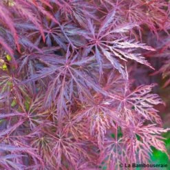 L'Acer Palmatum Dissectum Inaba Shidare : Pot 15L -Cactus Jardin Soldes Magasin 748214 002
