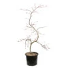 L'Acer Palmatum Dissectum Inaba Shidare : Pot 15L -Cactus Jardin Soldes Magasin 748214 2076232