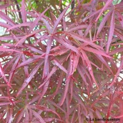 Acer Palmatum ‘Atrolineare’ C7L H.60/80cm -Cactus Jardin Soldes Magasin 748246 003