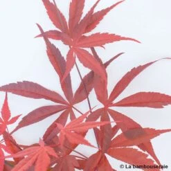 Acer Palmatum ‘Atrolineare’ C7L H.60/80cm -Cactus Jardin Soldes Magasin 748246 004