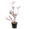 Acer Palmatum ‘Atrolineare’ C7L H.60/80cm -Cactus Jardin Soldes Magasin 748246 2076256