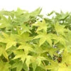 Acer Palmatum Shirasawanum Aureum C7L H.60/80cm -Cactus Jardin Soldes Magasin 748251 2120238