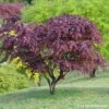 Acer Japonicum 'Palmatum Blood Good' C50L H.125/150cm