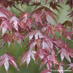 Acer Japonicum 'Palmatum Blood Good' C7L H.60/80cm -Cactus Jardin Soldes Magasin 748257 002