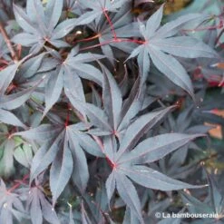 Acer Japonicum 'Palmatum Blood Good' C7L H.60/80cm -Cactus Jardin Soldes Magasin 748257 003