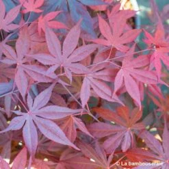 Acer Japonicum 'Palmatum Blood Good' C7L H.60/80cm -Cactus Jardin Soldes Magasin 748257 004
