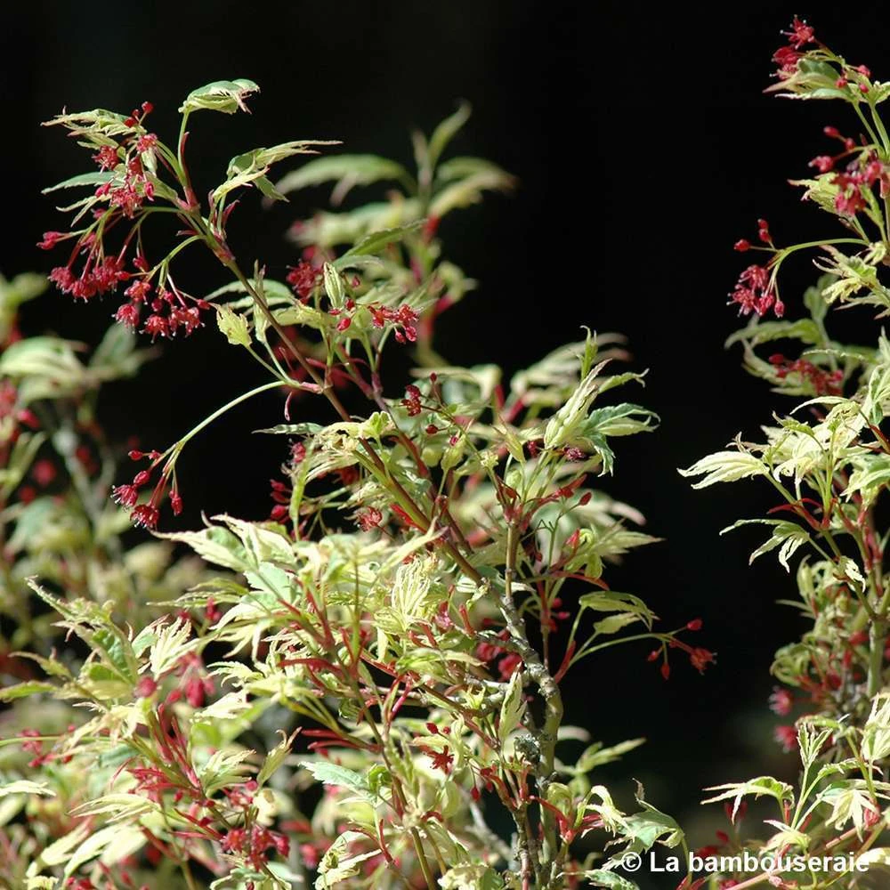 Acer Palmatum Butterfly : C3L H.40/60cm 5 Acer Palmatum Butterfly : C3L H.40/60cm – Image 3
