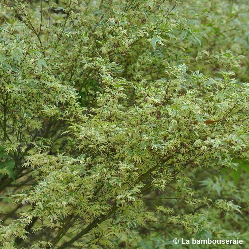 Acer Palmatum Butterfly : C3L H.40/60cm 4 Acer Palmatum Butterfly : C3L H.40/60cm – Image 2