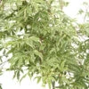 Acer Palmatum Butterfly : C3L H.40/60cm -Cactus Jardin Soldes Magasin 748259 2120244