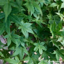 Acer Palmatum "Deshojo" C3L H.40/60cm -Cactus Jardin Soldes Magasin 748262 002