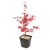 Acer Palmatum "Deshojo" C3L H.40/60cm -Cactus Jardin Soldes Magasin 748262 2076265