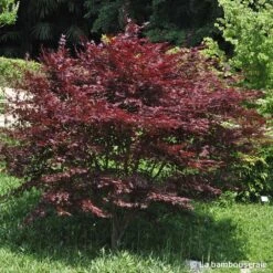 L'Acer Palmatum Fireglow : C3L H.40/60cm -Cactus Jardin Soldes Magasin 748268 001