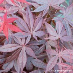 L'Acer Palmatum Fireglow : C3L H.40/60cm -Cactus Jardin Soldes Magasin 748268 002