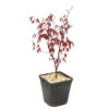 L'Acer Palmatum Fireglow : C3L H.40/60cm -Cactus Jardin Soldes Magasin 748268 2076271