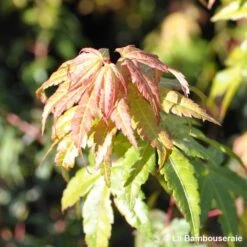 Acer Palmatum Katsura : C7L H.60/80cm -Cactus Jardin Soldes Magasin 748269 001