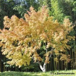 Acer Palmatum Katsura : C7L H.60/80cm -Cactus Jardin Soldes Magasin 748269 003