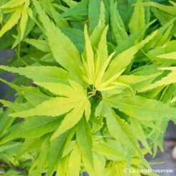 Acer Palmatum 'Mikawa Yatsubusa' : C5L H.30/40cm 7 Acer Palmatum 'Mikawa Yatsubusa' : C5L H.30/40cm -Cactus Jardin Soldes Magasin 748278 001