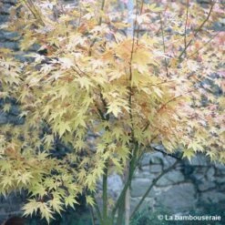 Acer Palmatum 'Orange Dream' :C7L H.60/80cm -Cactus Jardin Soldes Magasin 748282 002