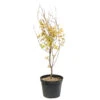 Acer Palmatum 'Orange Dream' :C7L H.60/80cm 2 Acer Palmatum 'Orange Dream' :C7L H.60/80cm -Cactus Jardin Soldes Magasin 748282 2076280