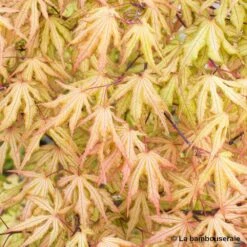 Acer Palmatum Reticulatum Red : C30L H.100/125cm -Cactus Jardin Soldes Magasin 748286 003