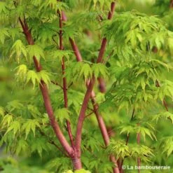 Acer Palmatum 'Sango-Kaku' : C15L H.80/100cm -Cactus Jardin Soldes Magasin 748289 002