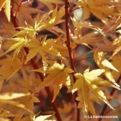 Acer Palmatum 'Sango-Kaku' : C7L H.60/80cm -Cactus Jardin Soldes Magasin 748293 004