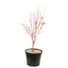 Acer Palmatum 'Sango-Kaku' : C7L H.60/80cm -Cactus Jardin Soldes Magasin 748293 2076208