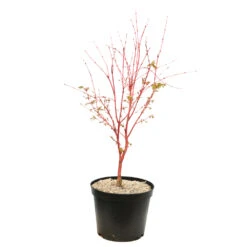 Acer Palmatum 'Sango-Kaku' : C7L H.60/80cm