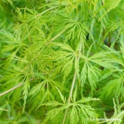 Acer Palmatum 'Seiryu' :C3L H.40/60cm -Cactus Jardin Soldes Magasin 748297 001