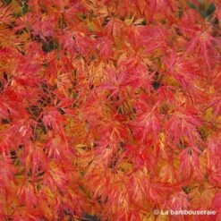 Acer Palmatum 'Seiryu' :C3L H.40/60cm -Cactus Jardin Soldes Magasin 748297 003