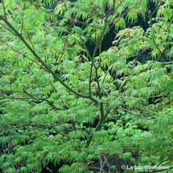 Acer Palmatum 'Seiryu' :C7L H60/80cm -Cactus Jardin Soldes Magasin 748298 002