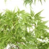 Acer Palmatum 'Seiryu' :C7L H60/80cm -Cactus Jardin Soldes Magasin 748298 2120259
