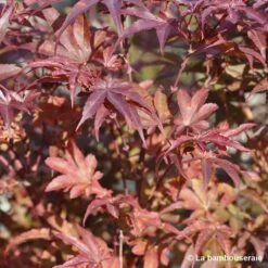 Acer Palmatum Skeeter's Broom :C7L H.60/80cm -Cactus Jardin Soldes Magasin 748303 002